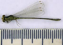 Attēlu rezultāti vaicājumam “Coenagrion armatum male”