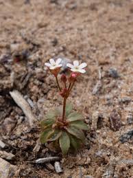 Attēlu rezultāti vaicājumam “Androsace septentrionalis fruit”