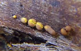 Attēlu rezultāti vaicājumam “Hemitrichia karstenii”