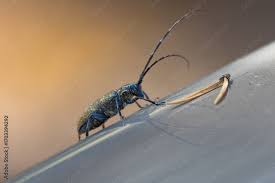 Attēlu rezultāti vaicājumam “Monochamus sutor”