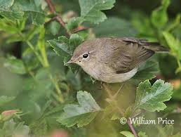Attēlu rezultāti vaicājumam “Sylvia borin eggs”