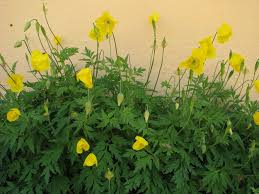 Image result for Scheinmohn