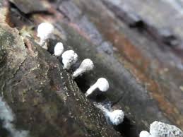 Attēlu rezultāti vaicājumam “Phleogena faginea”