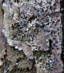 Attēlu rezultāti vaicājumam “Arthonia spadicea”