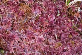 Attēlu rezultāti vaicājumam “Sphagnum molle”