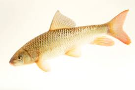 Image result for Moxostoma macrolepidotum