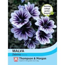 Image result for Malva sylvestris 'Zebrina'