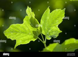 Attēlu rezultāti vaicājumam “Viburnum opulus leaf”