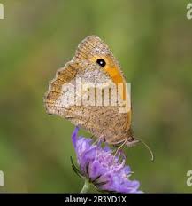 Attēlu rezultāti vaicājumam “Maniola jurtina female”