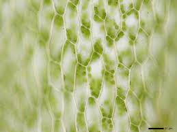 Attēlu rezultāti vaicājumam “Bryum moravicum”