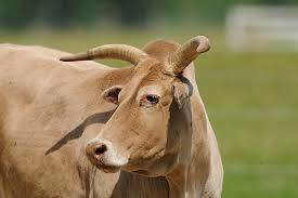 Attēlu rezultāti vaicājumam “Bos primigenius taurus”