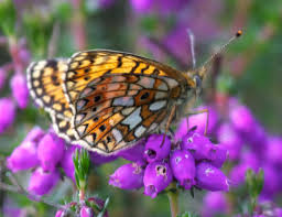 Attēlu rezultāti vaicājumam “Clossiana selene underside”