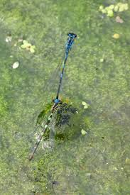 Attēlu rezultāti vaicājumam “Coenagrion pulchellum female”