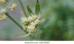 Attēlu rezultāti vaicājumam “Levisticum officinale flower”