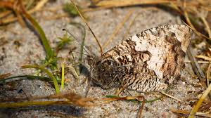 Attēlu rezultāti vaicājumam “Hipparchia semele”