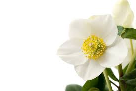 Image result for Christrose