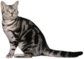  Popular and unusual   to the strains of cats