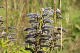 Attēlu rezultāti vaicājumam “Lupinus polyphyllus fruit”