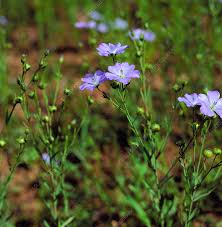 Image result for Linum usitatissimum