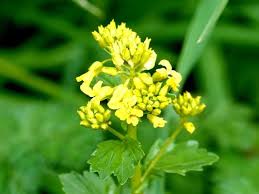 Attēlu rezultāti vaicājumam “Barbarea vulgaris subsp. arcuata flower”