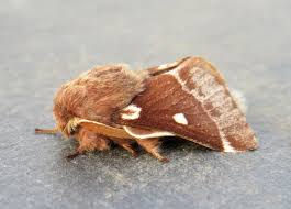 Attēlu rezultāti vaicājumam “Eriogaster lanestris”