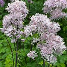 Attēlu rezultāti vaicājumam “Thalictrum aquilegifolium leaf”