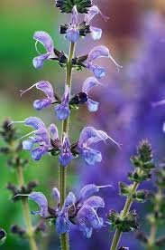 Image result for Salvia pratensis `Rose Rhapsody