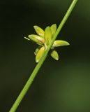 Attēlu rezultāti vaicājumam “Carex loliacea”