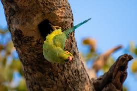 Image result for Psittacula krameri