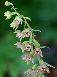 Attēlu rezultāti vaicājumam “Epipactis atrorubens fruit”