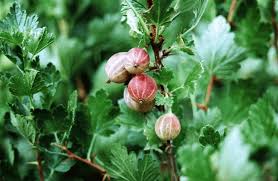 Attēlu rezultāti vaicājumam “Ribes uva-crispa fruit”