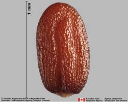 Attēlu rezultāti vaicājumam “Capsella bursa-pastoris fruit”