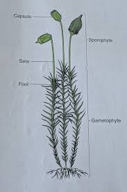 Attēlu rezultāti vaicājumam “sporophyte”