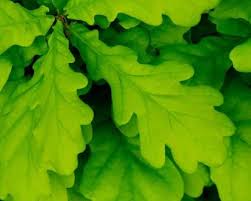 Attēlu rezultāti vaicājumam “Quercus robur leaf”