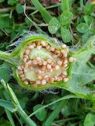 Attēlu rezultāti vaicājumam “Hyoscyamus niger fruit”