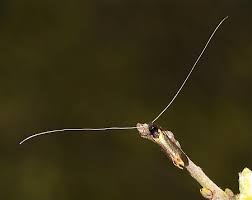 Attēlu rezultāti vaicājumam “Adela cuprella”