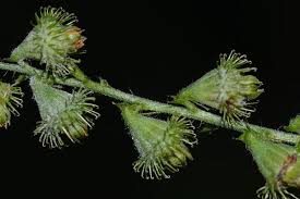 Attēlu rezultāti vaicājumam “Agrimonia pilosa bud”