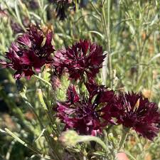 Attēlu rezultāti vaicājumam “Cnidium dubium”