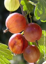 Attēlu rezultāti vaicājumam “Ribes uva-crispa fruit”