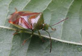 Attēlu rezultāti vaicājumam “Elasmostethus interstinctus”