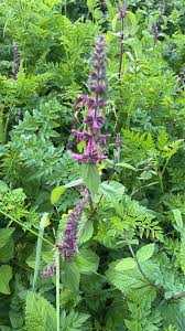 Attēlu rezultāti vaicājumam “Stachys sylvatica”