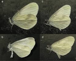 Attēlu rezultāti vaicājumam “Leptidea sinapis”