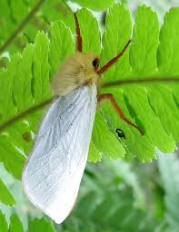 Attēlu rezultāti vaicājumam “Sacchiphantes abietis exuvia”