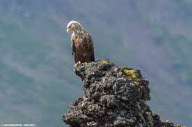 Image result for Haliaeetus albicilla