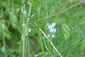 Attēlu rezultāti vaicājumam “Vicia hirsuta bud”