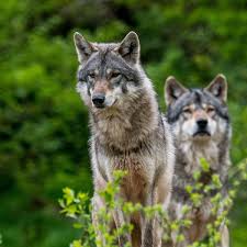 Image result for Stirling Wolves