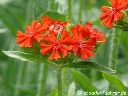Attēlu rezultāti vaicājumam “Silene chalcedonica flower”