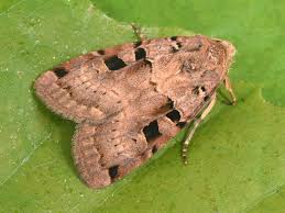 Attēlu rezultāti vaicājumam “Xestia triangulum”