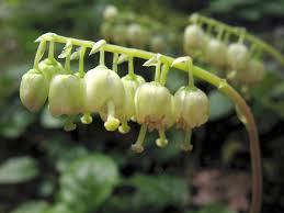 Attēlu rezultāti vaicājumam “Orthilia secunda”