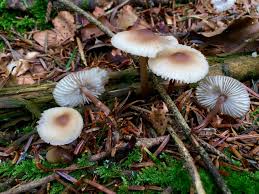 Attēlu rezultāti vaicājumam “Mycena zephirus”